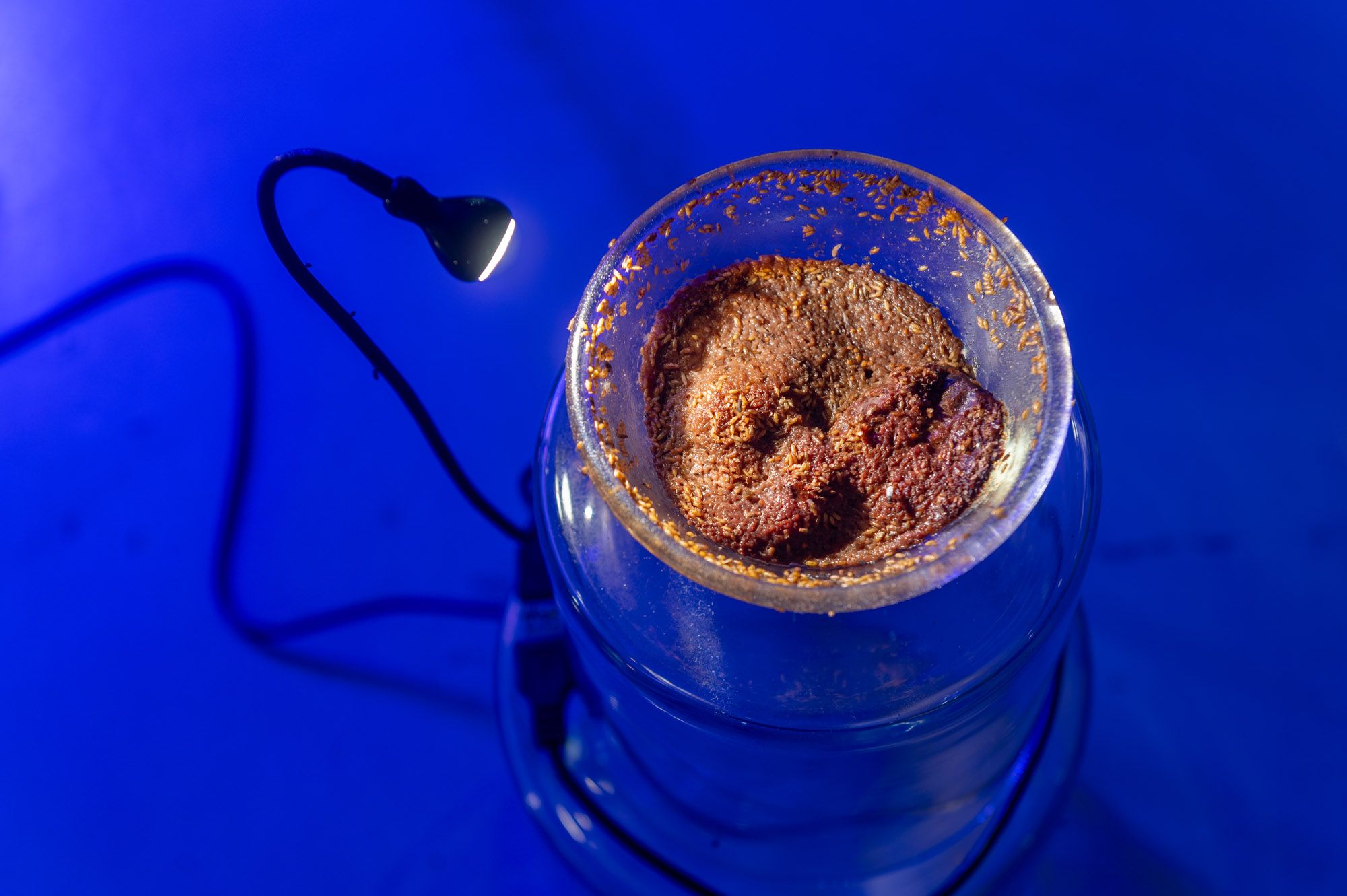 My body is mere matter 2