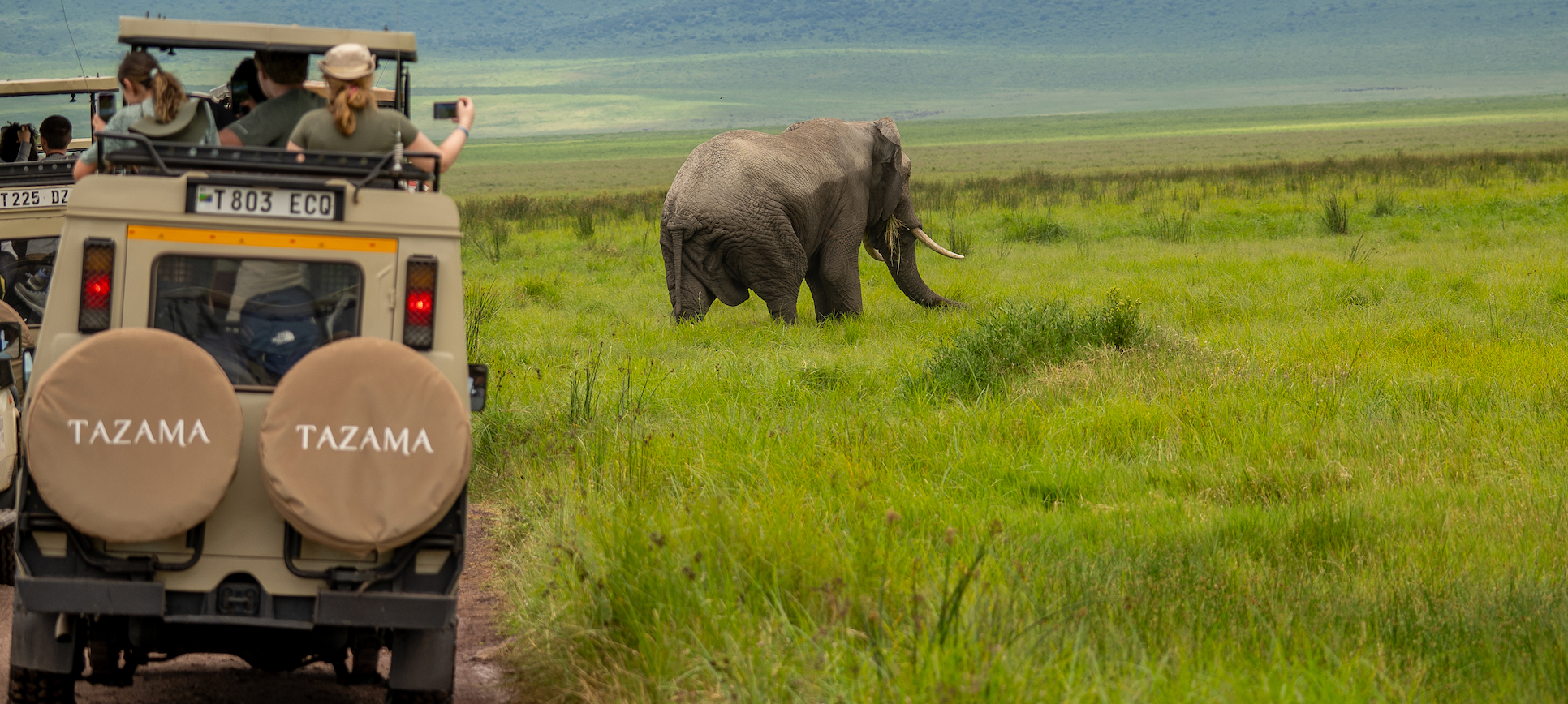 Visitor's watching an elephant