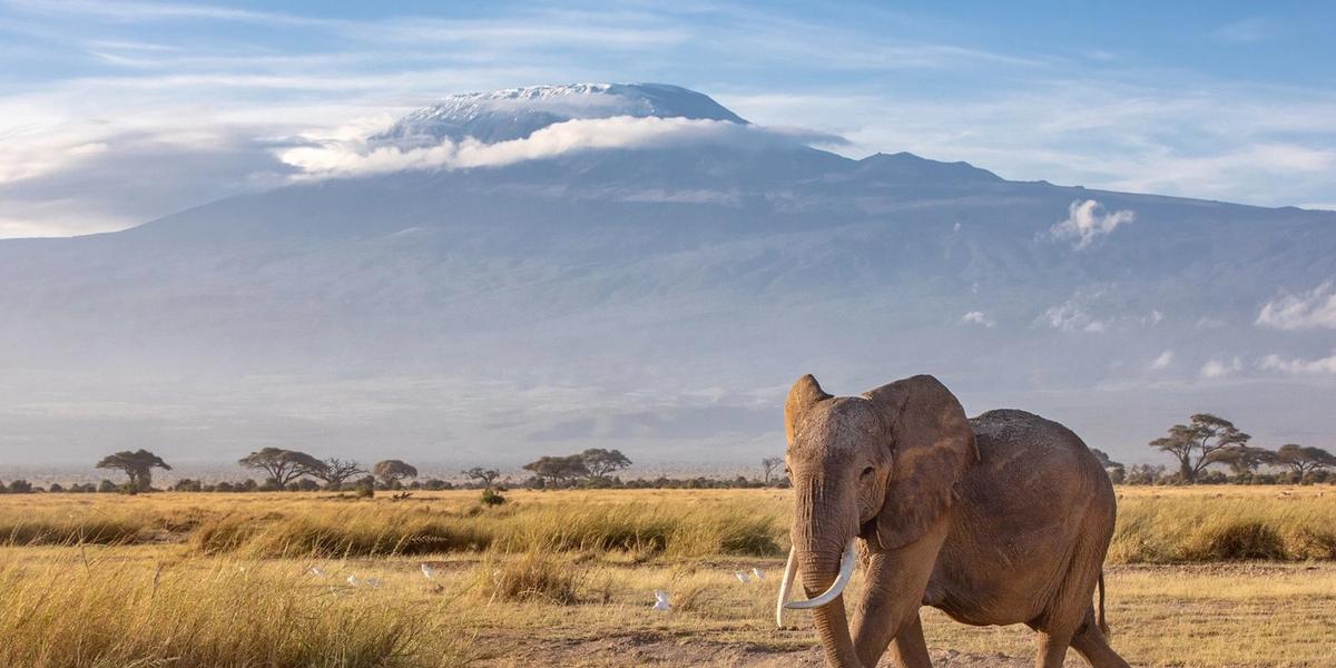 Elephant of Kilimanjaro