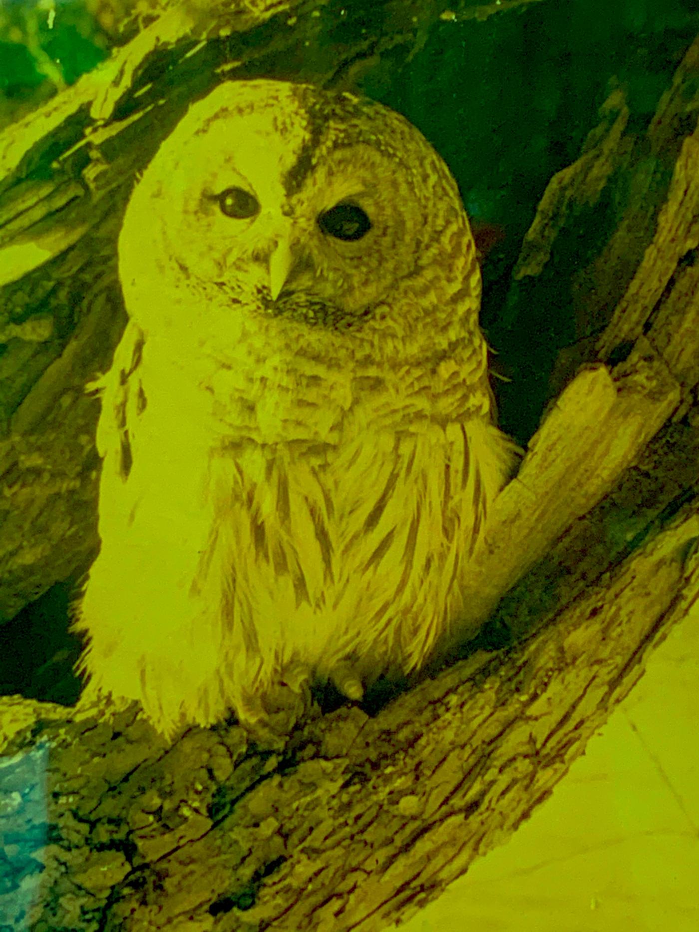 Image of The Owl, 2022: 4K color video