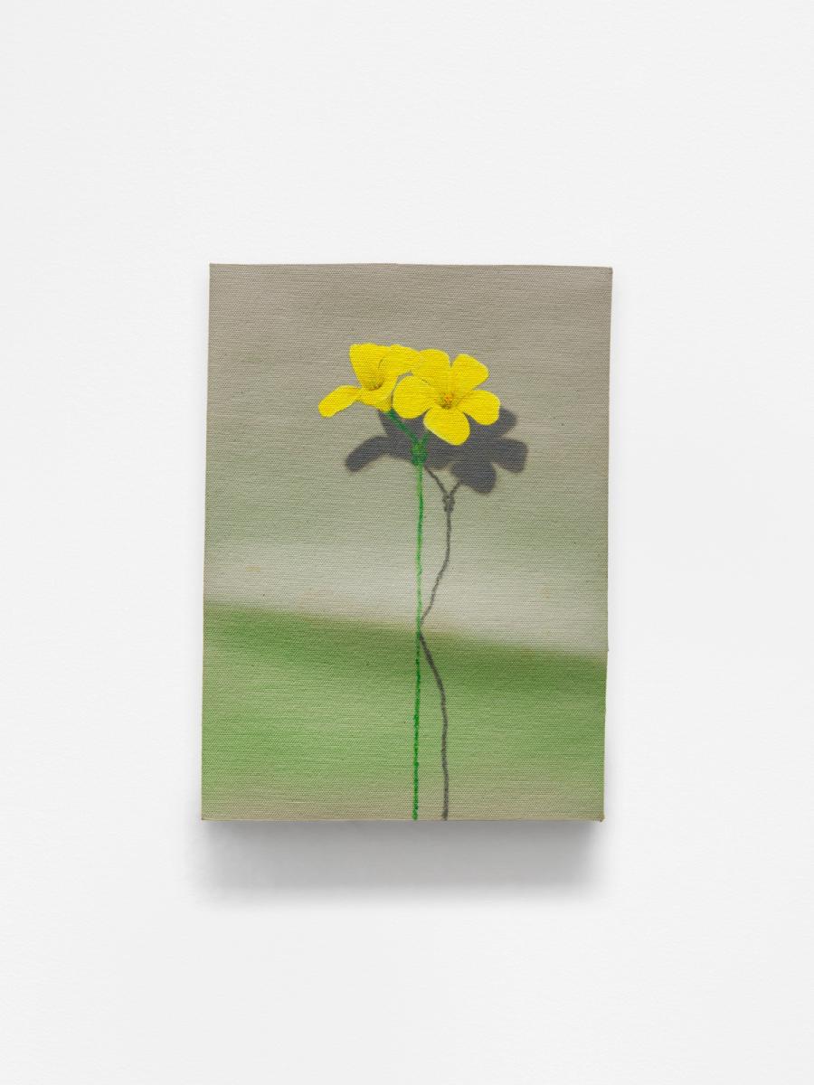 2 Bermuda Buttercup (with shadow)