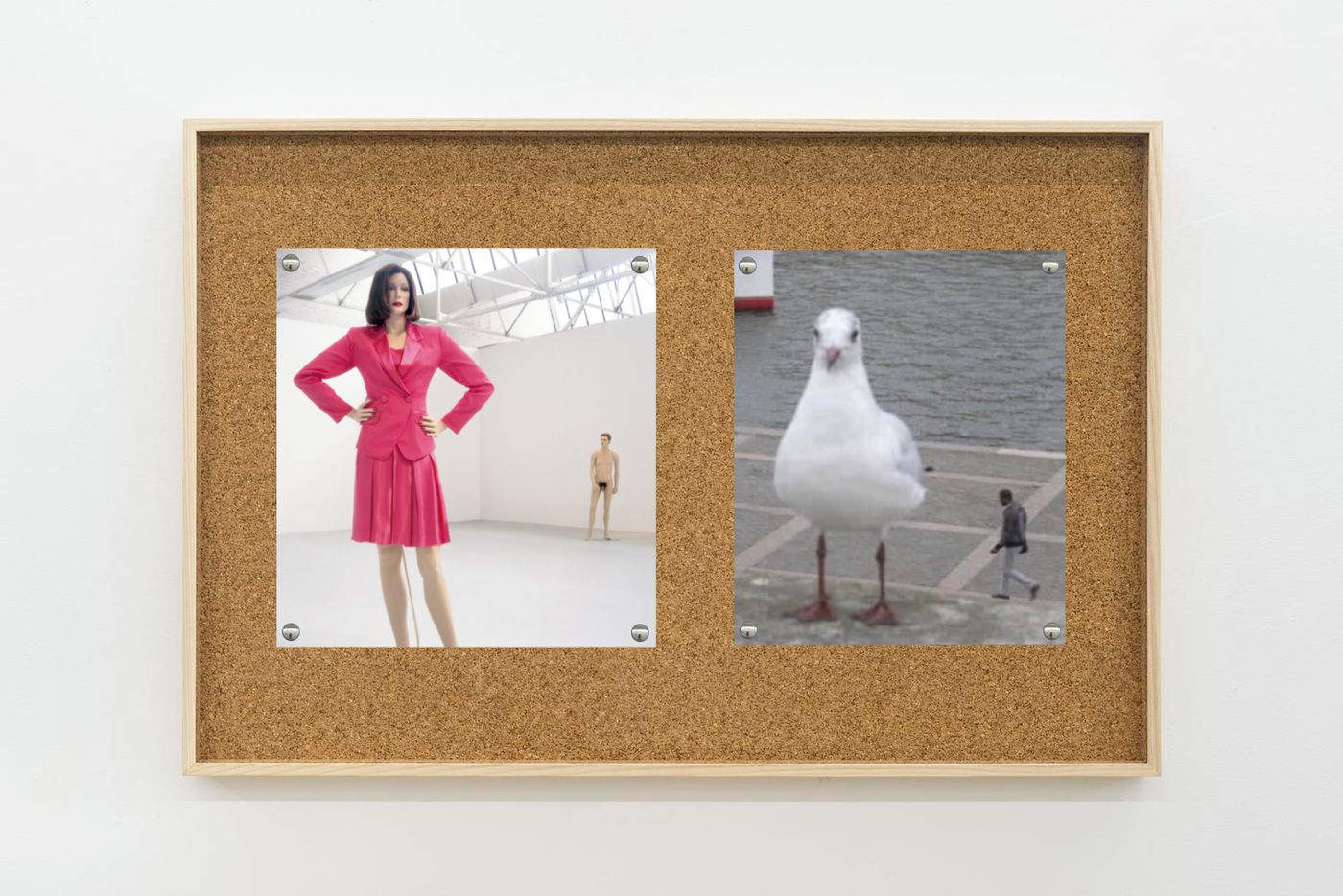 Image of Ray/pigeon, 2025: Collage on corkboard