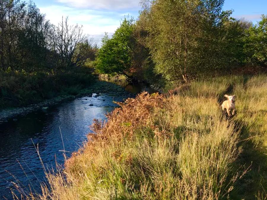 Dog-Friendly Jura