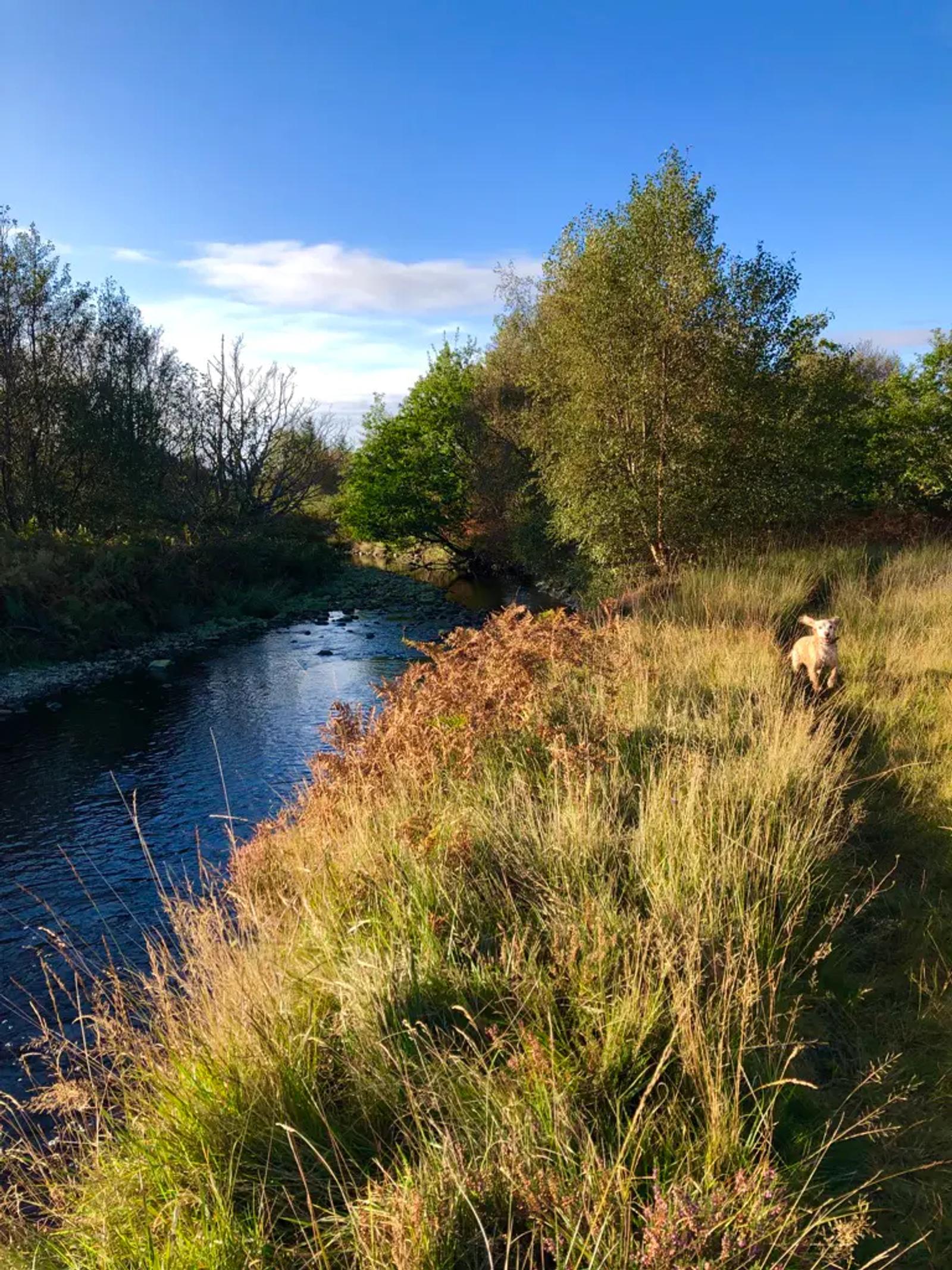 Dog walk along the Corran River, Jura