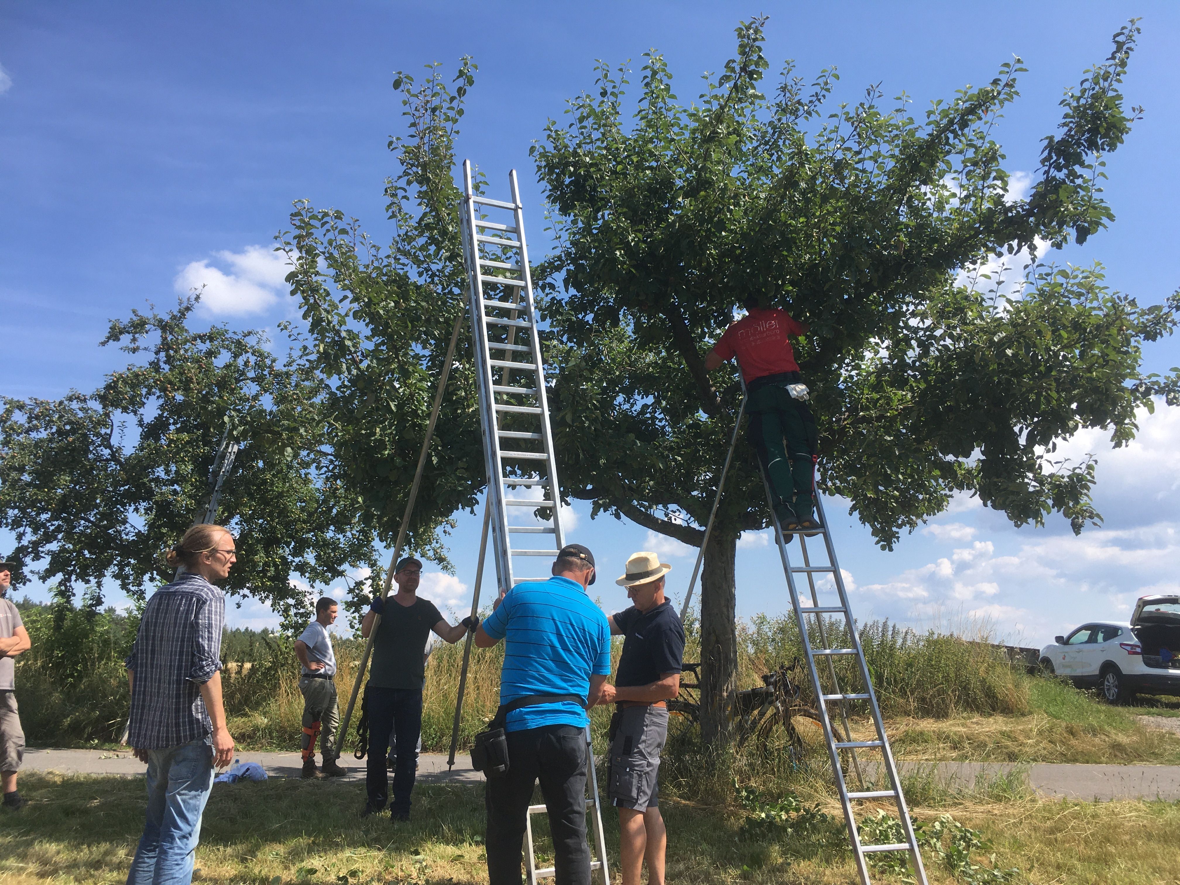 Baumwartausbildung Modul Sommerschnitt