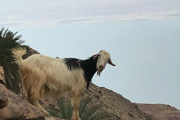 Jordanian goat overlooking the Dead Sea
