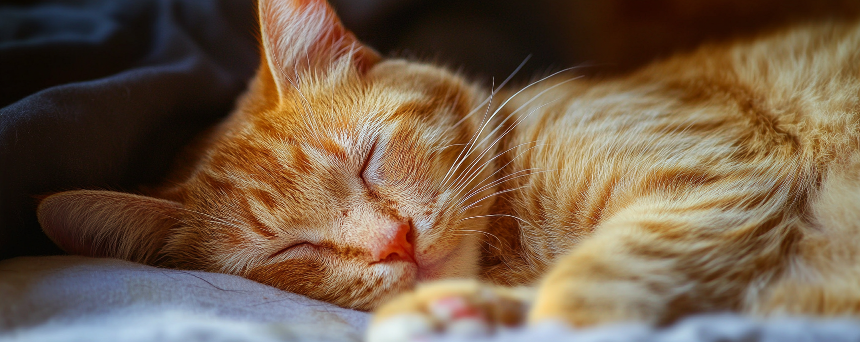What’s the Best Cat Toy Box Subscription? (Spoiler: It’s Not the One with Treats)