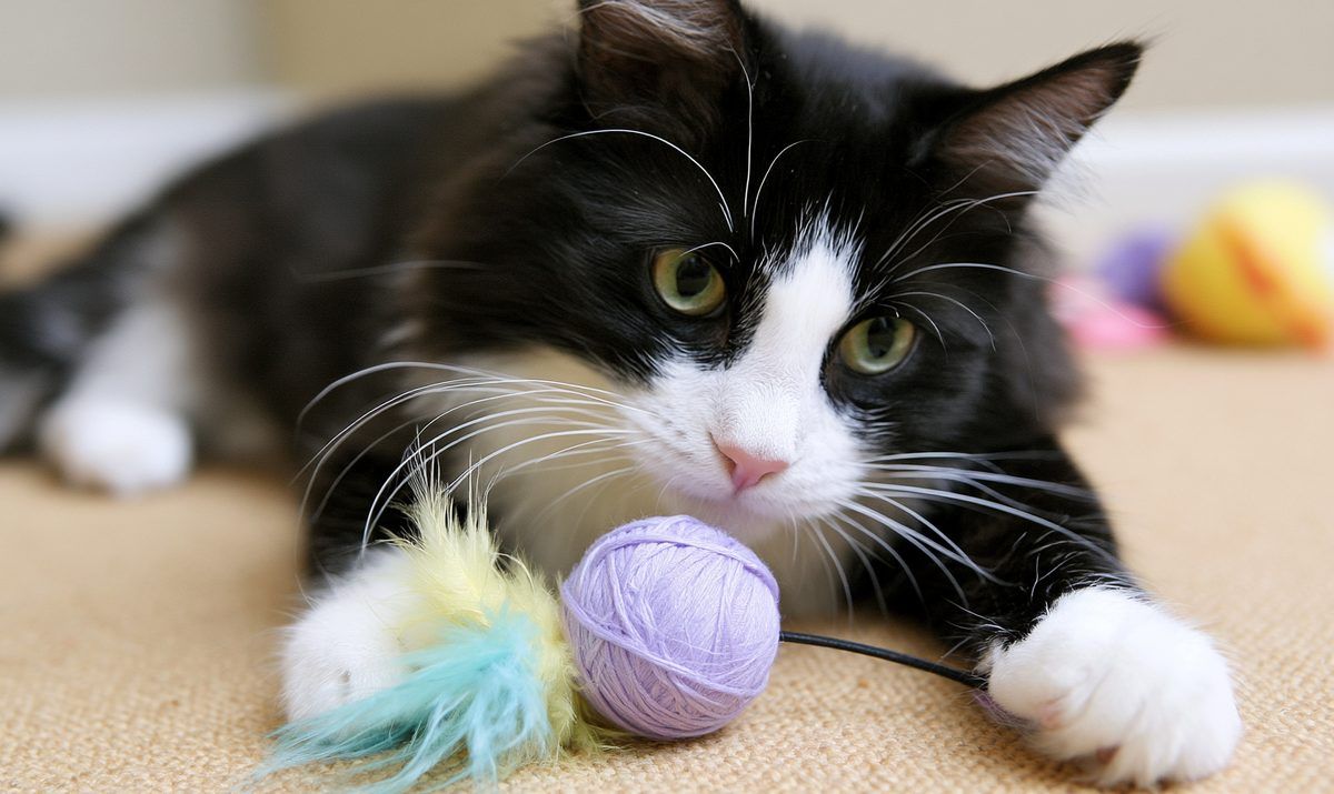 KitNipBox vs Meogic Box: Which Cat Subscription Box Is Right for You?