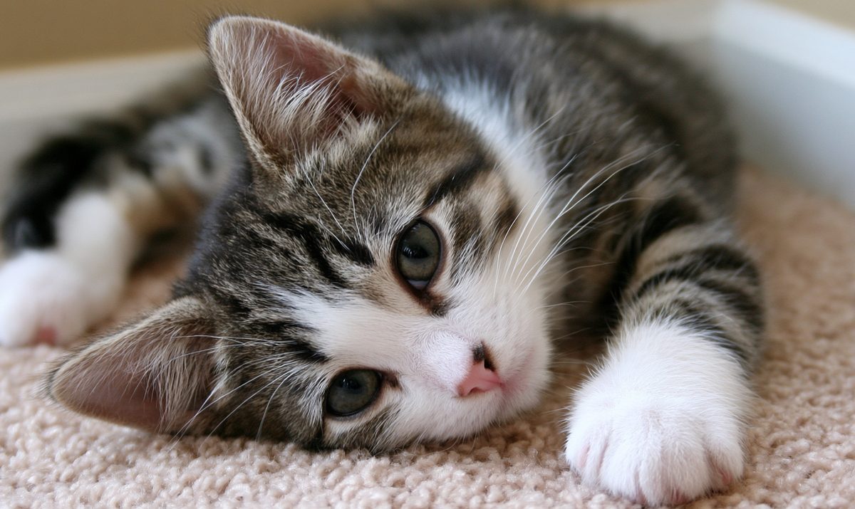 KitNipBox Alternatives: A Cat Box for the Whole Cat Family