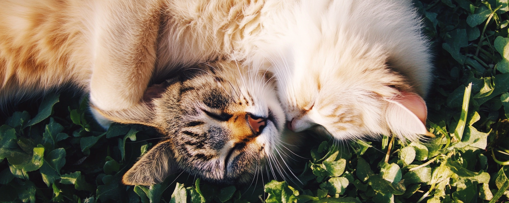 From Cattitude to Kitten Box Monthly: Exploring the Best Cat Box Brands (and Why Meogic Stands Out)