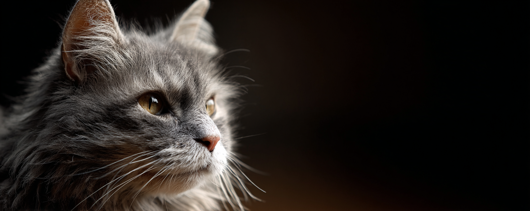 Cat Subscription Boxes 101: What You Need to Know (No Treats, Just Fun)
