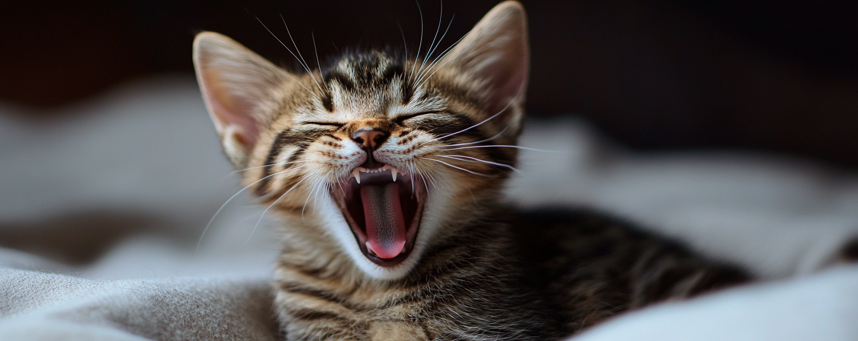 Everything You Need in Your First Cat Box (And What to Skip)