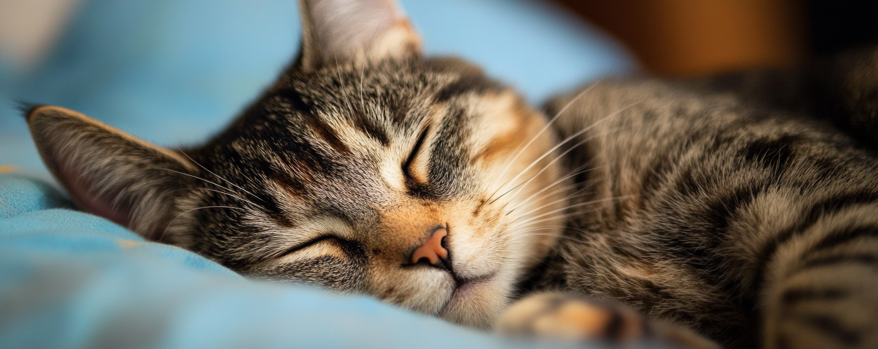 How Blind Boxes Make Cat Toys More Fun (for You Too!)