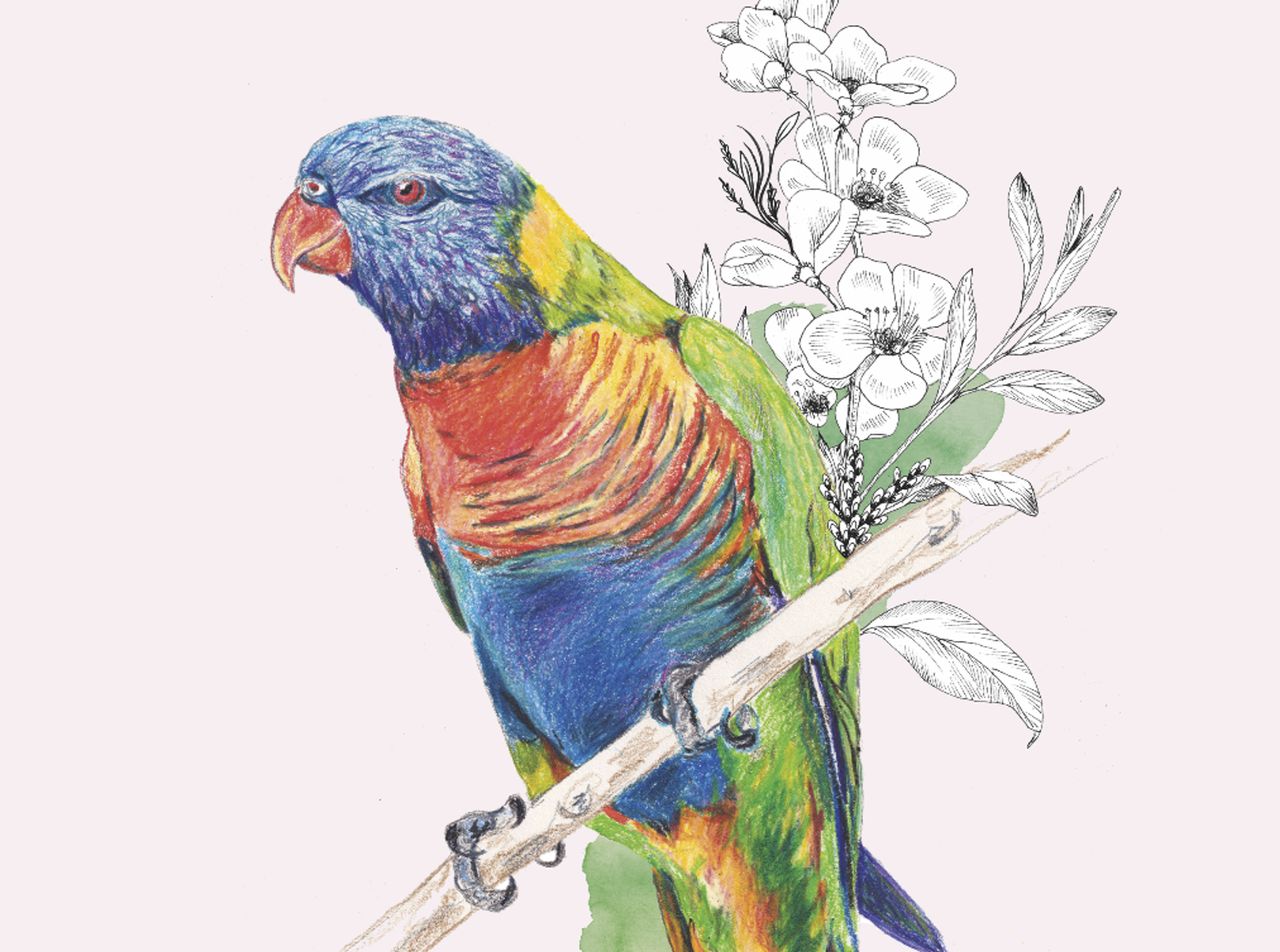 Les exploits des oiseaux
