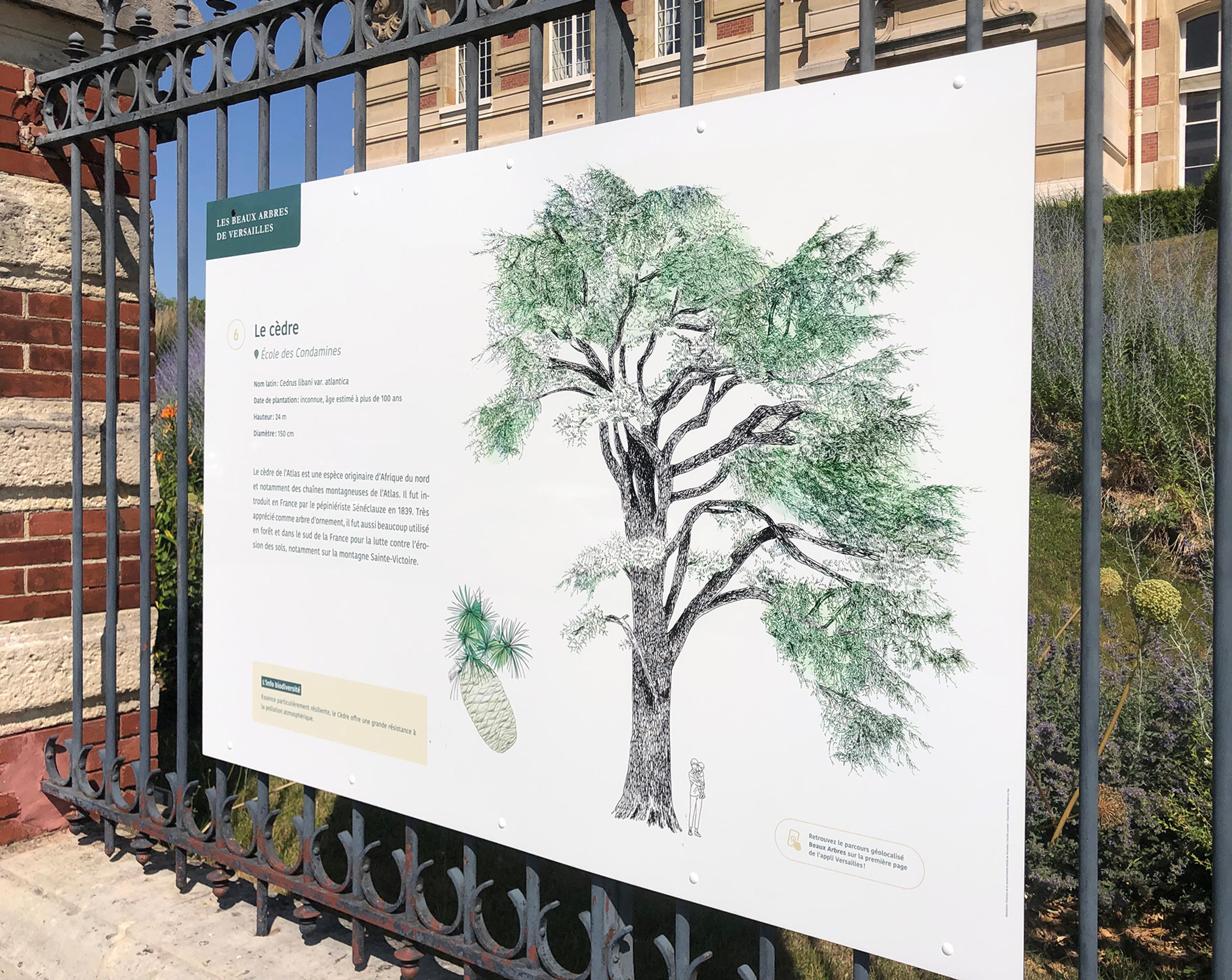 Les Beaux arbres de Versailles
