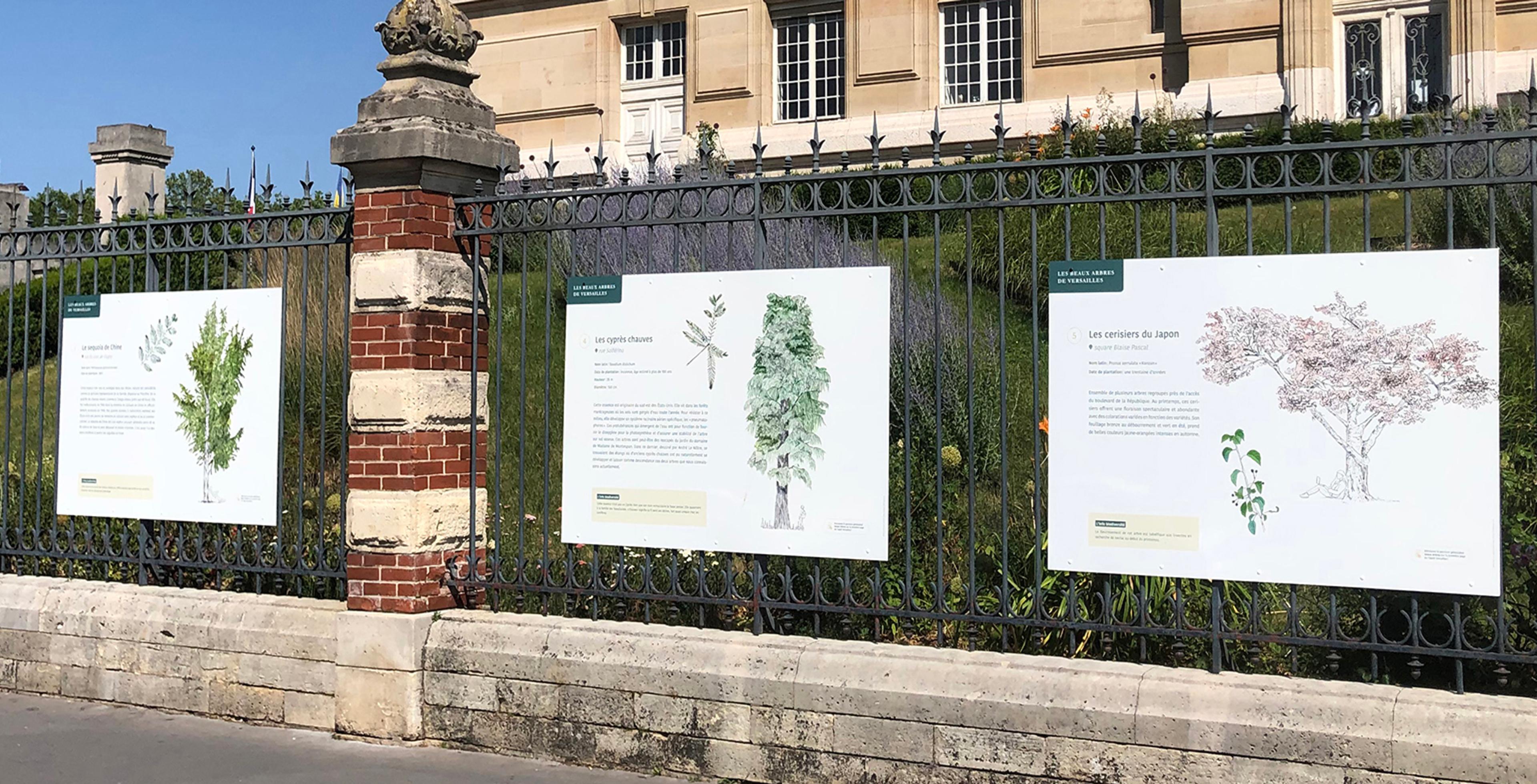 Les Beaux arbres de Versailles