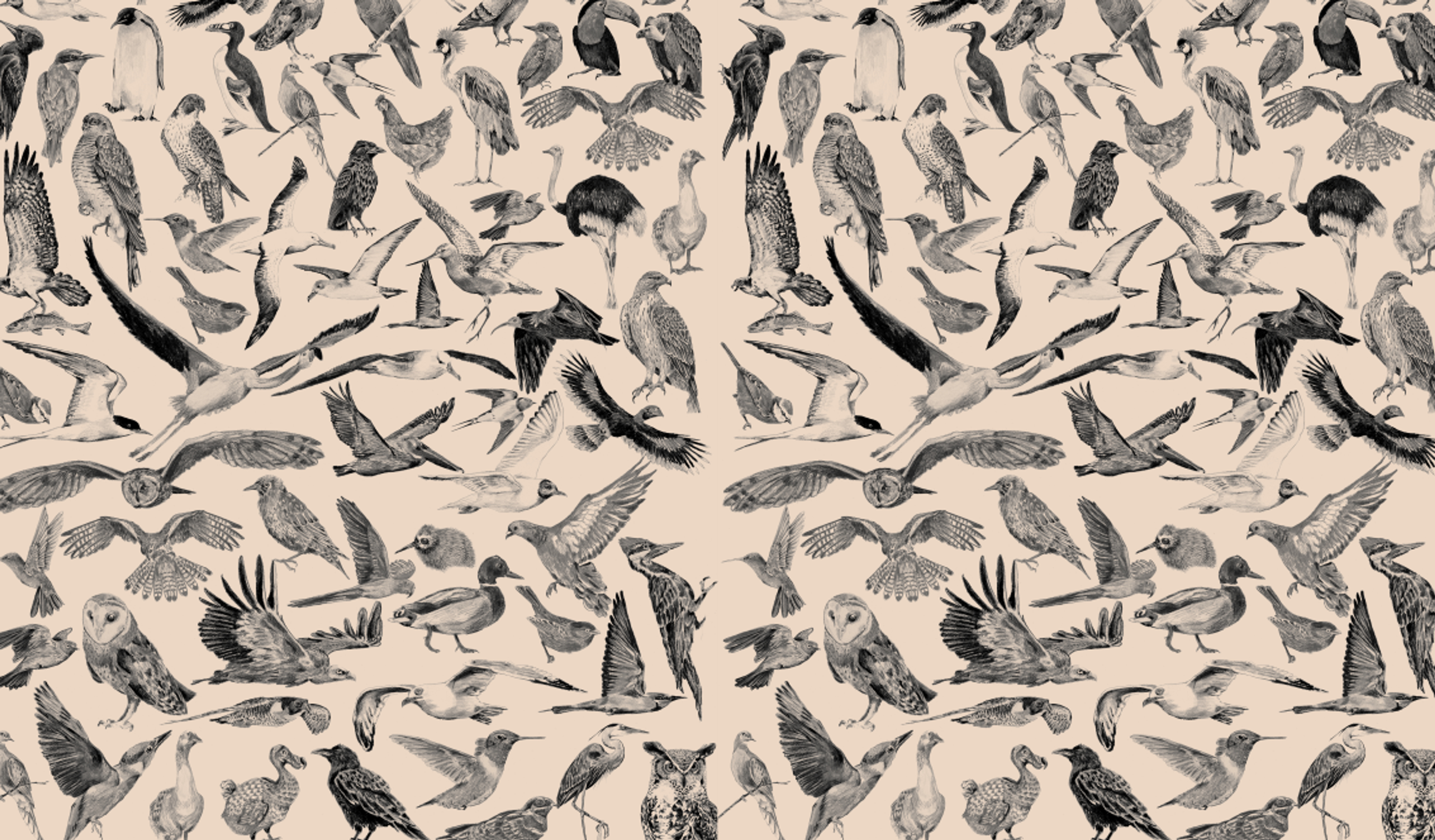 Les exploits des oiseaux