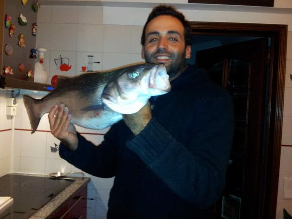 Big seabass 