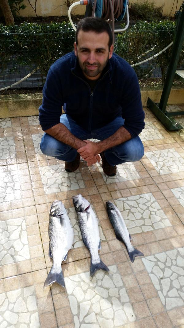 European sea bass caught on lures