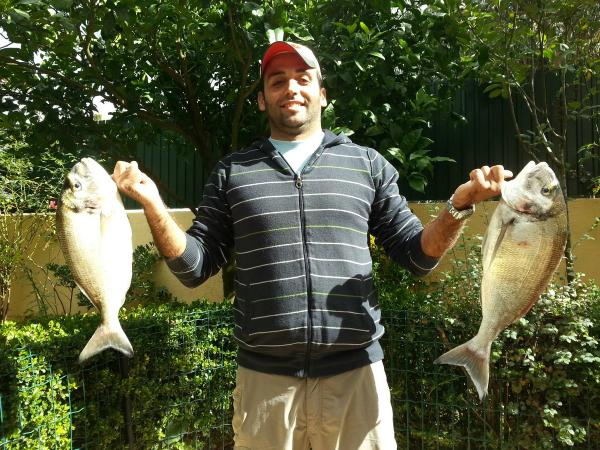 Gilt-head breams caught surfcasting near Lisbon