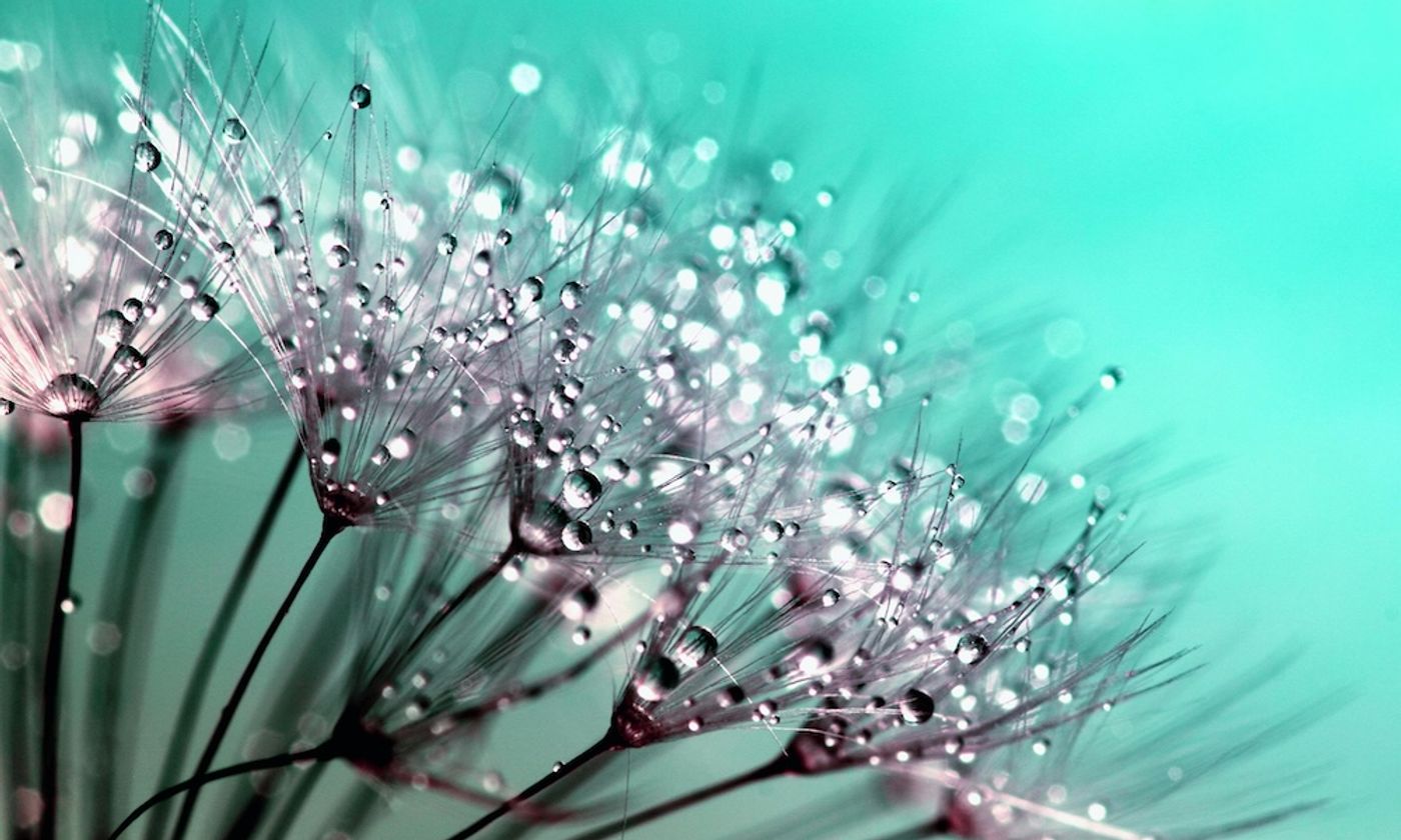 The Invisible Itch: Navigating the Peak of Pollen Allergy Season