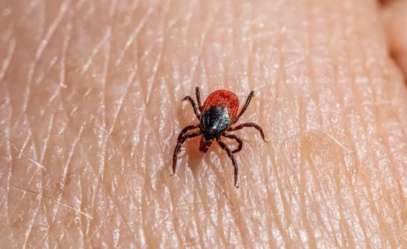 Borrelia – orsaker, symtom och behandling