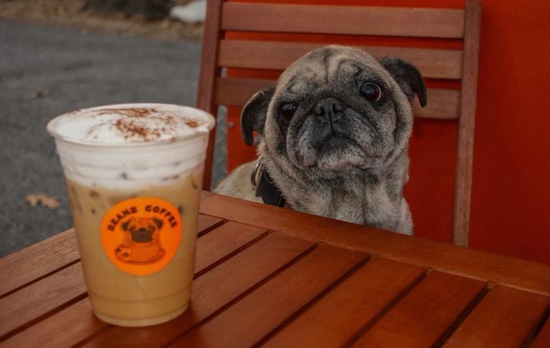 The pug sitting up in a wooden chair, looking straight ahead over an iced latte on the table