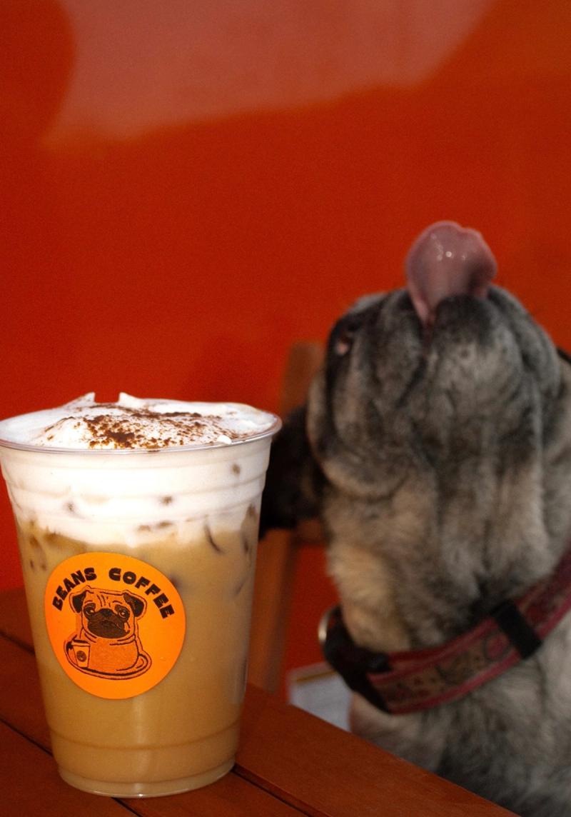 An iced latte dusted with cinnamon at the edge of the table, the pug behind it with its nose tipped up