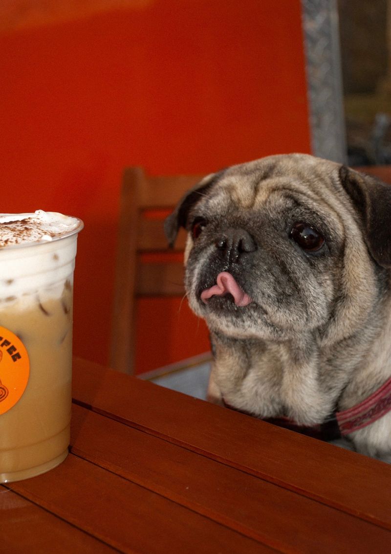 The pug at table height with its tongue over its nose, an iced latte half in frame beside it