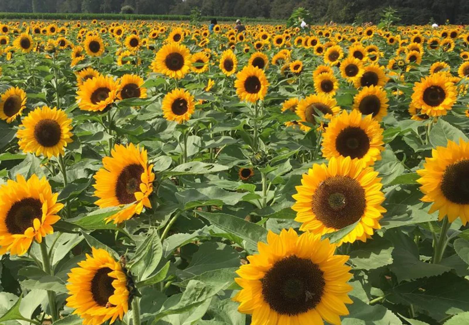 [출처: Holland Ridge Farms 홈페이지]