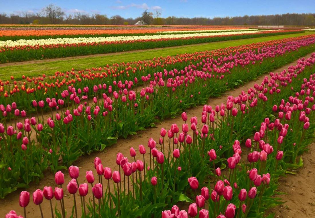 [출처: Holland Ridge Farms 홈페이지]