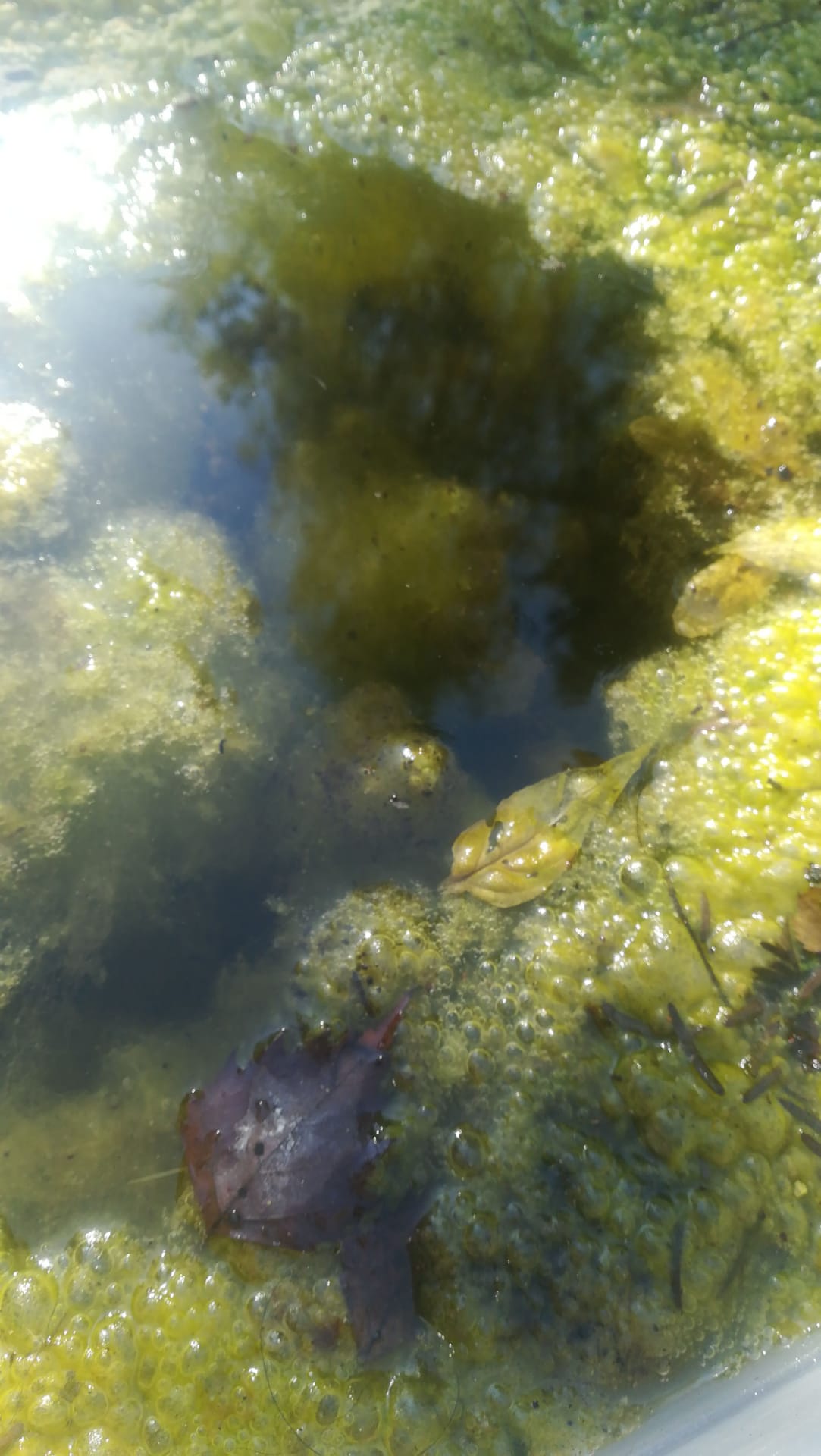 STEK Algae closeup