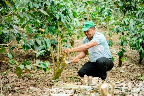 Sipping Sustainably: The Eco-Friendly Rise of Coffee Concentrates