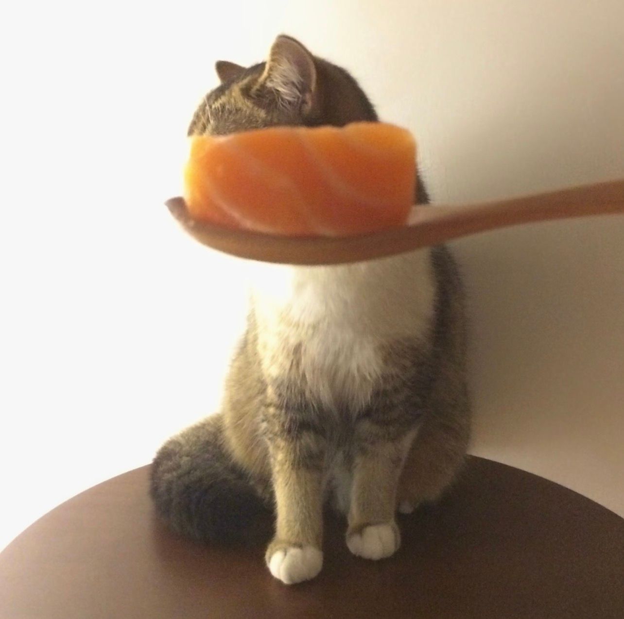 salmon cat