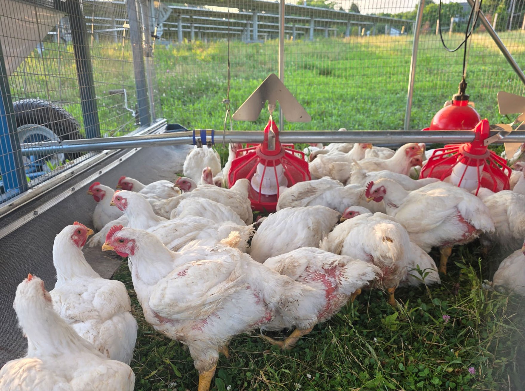Grazing chicken