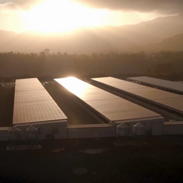 Solar Panel on Kaukonahua Solar + Sheep Farm