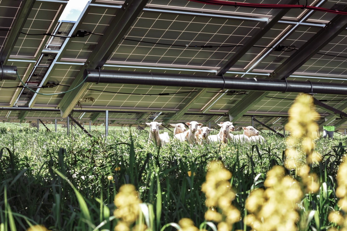 she grazing under solar panels