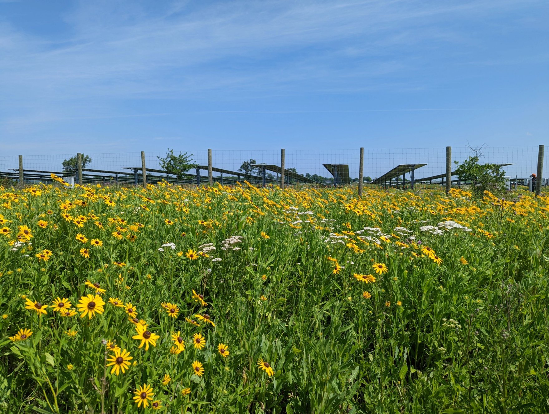 Pollinator Friendly Solar