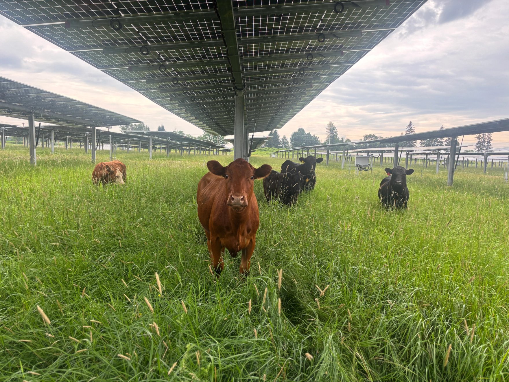 Grazing cow