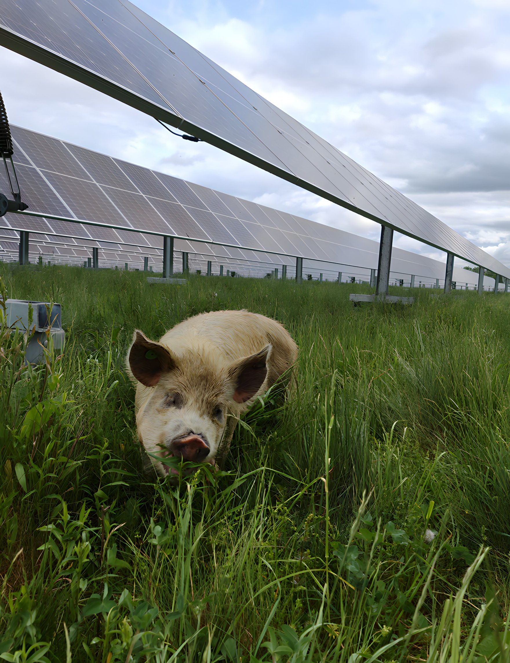 pig grazing under solar panels
