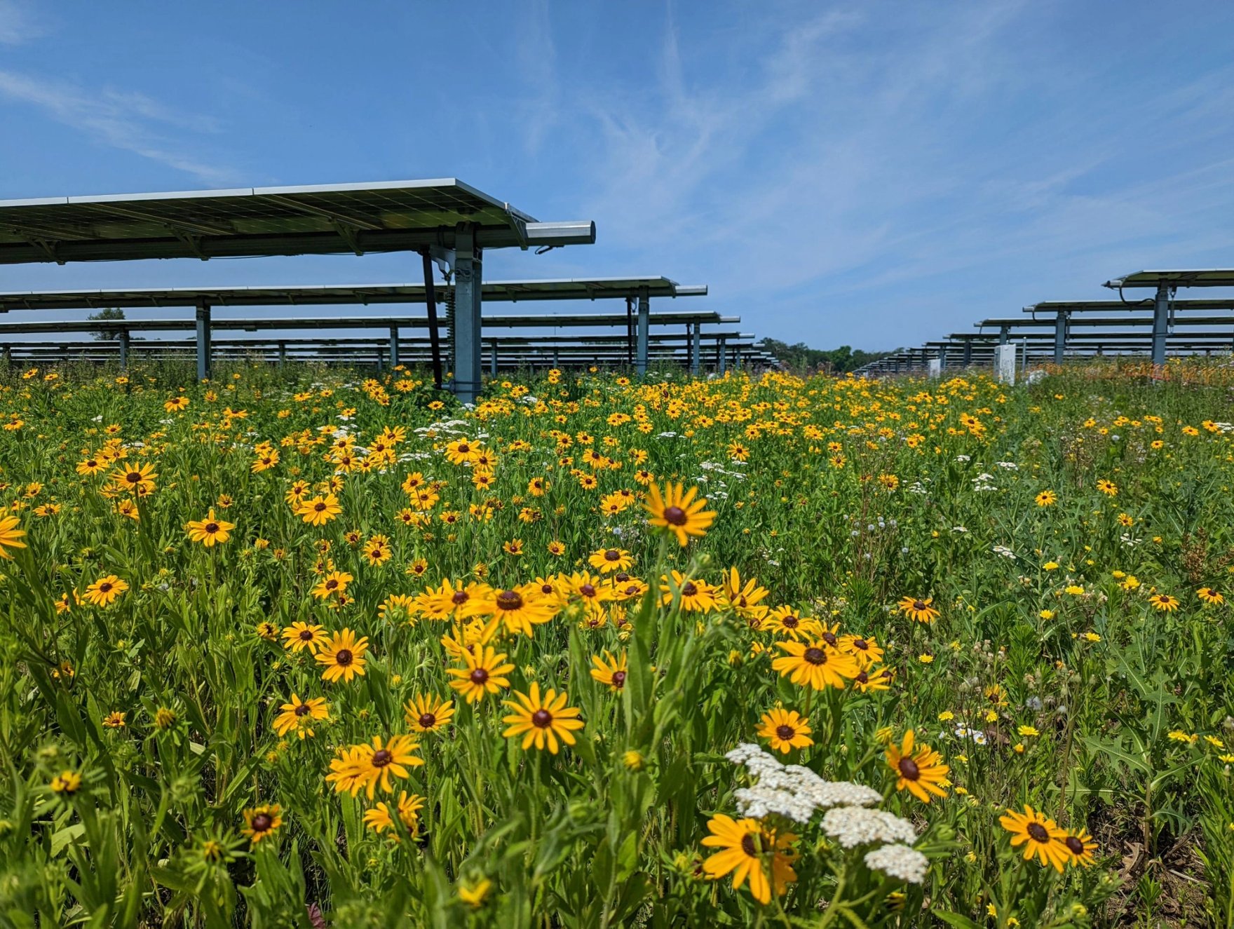 Pollinators and Solar