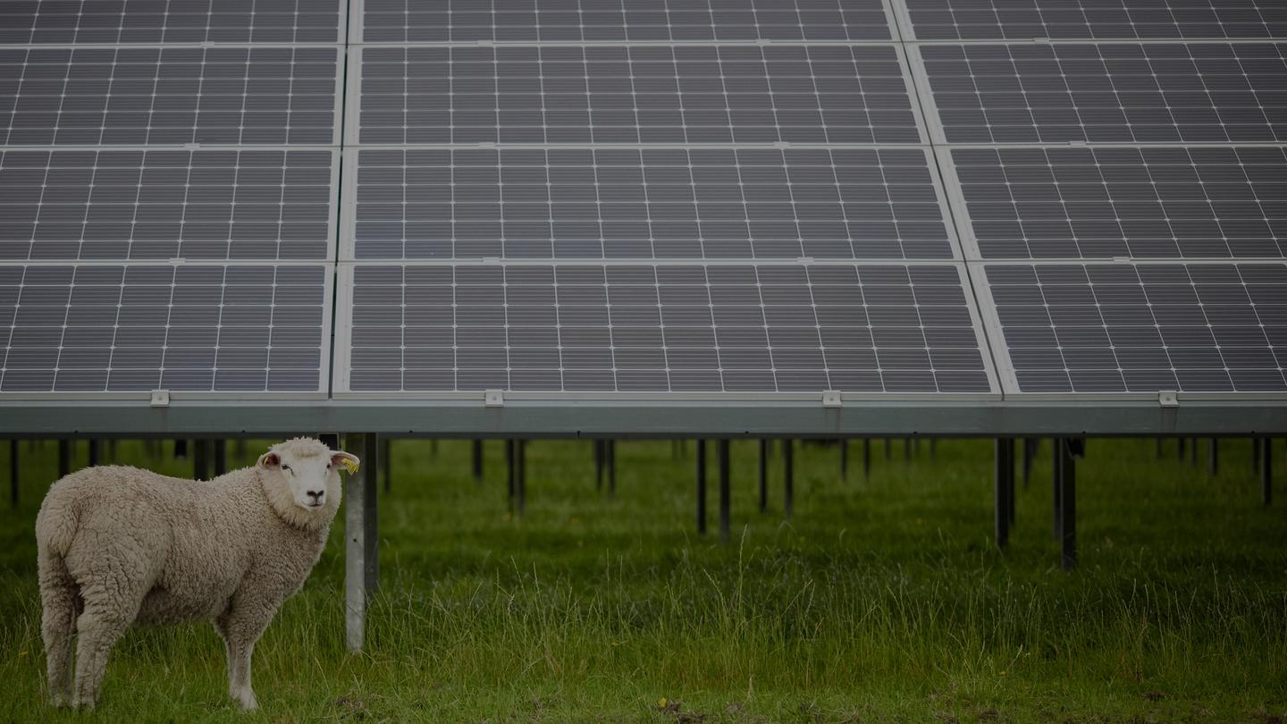 Row of solar panels outside