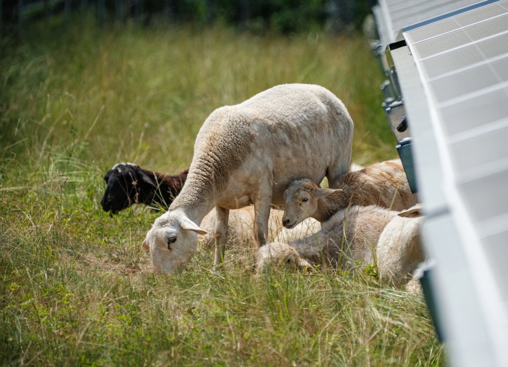 Sheep