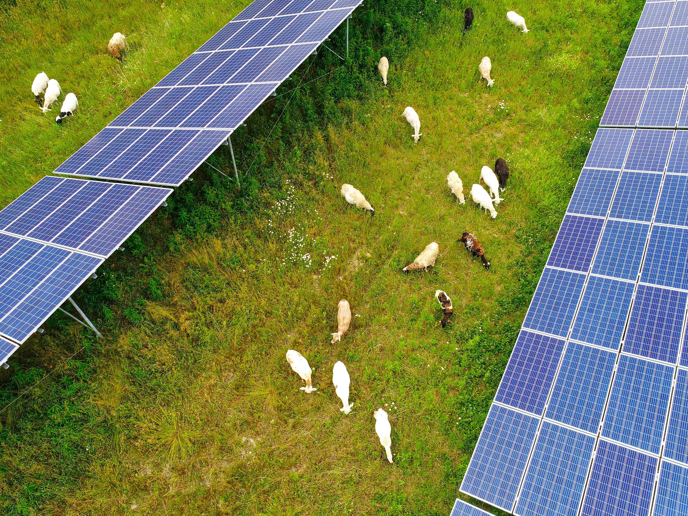 Solar sheep