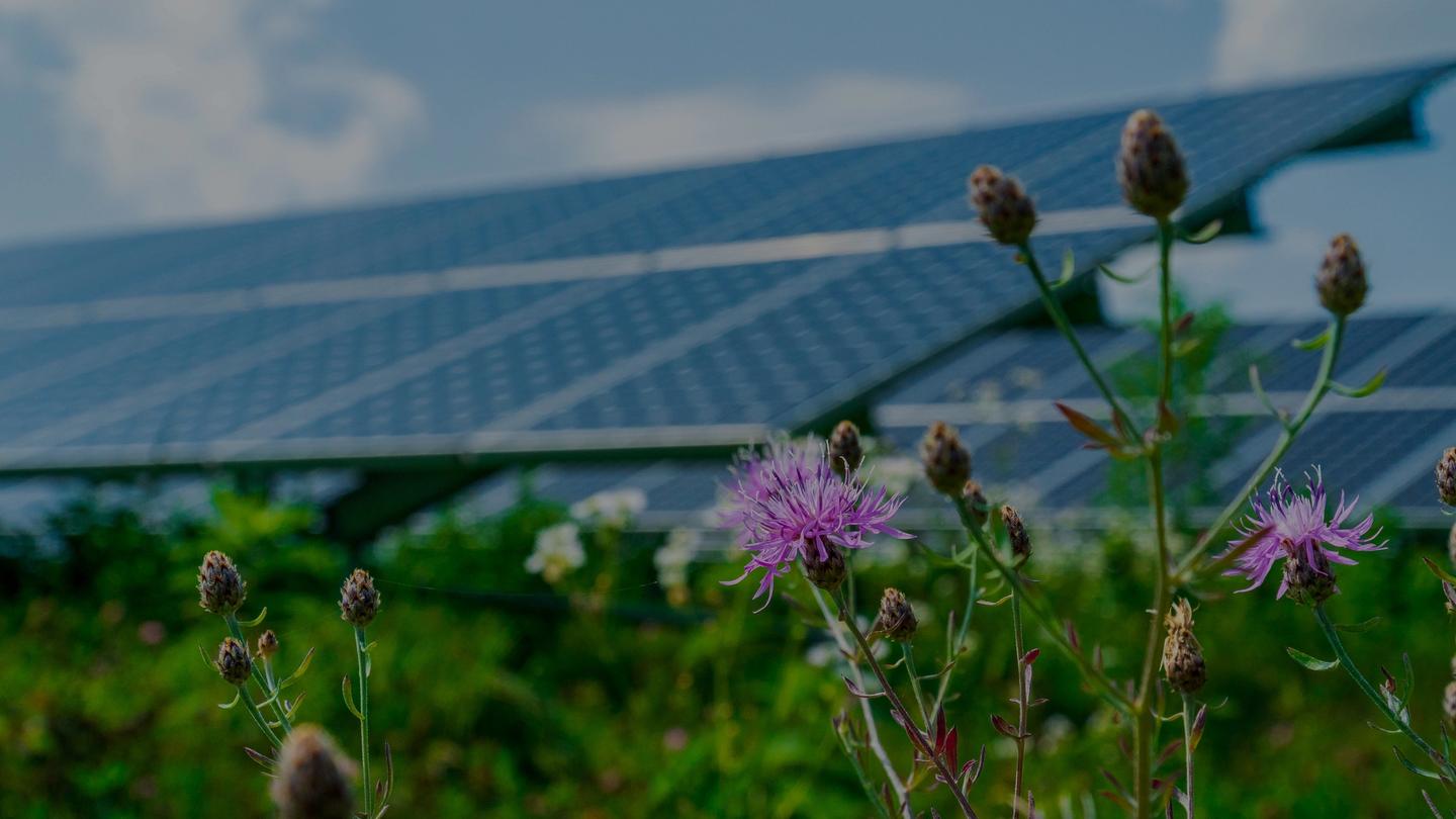 Flower in foreground with solar panel in the back