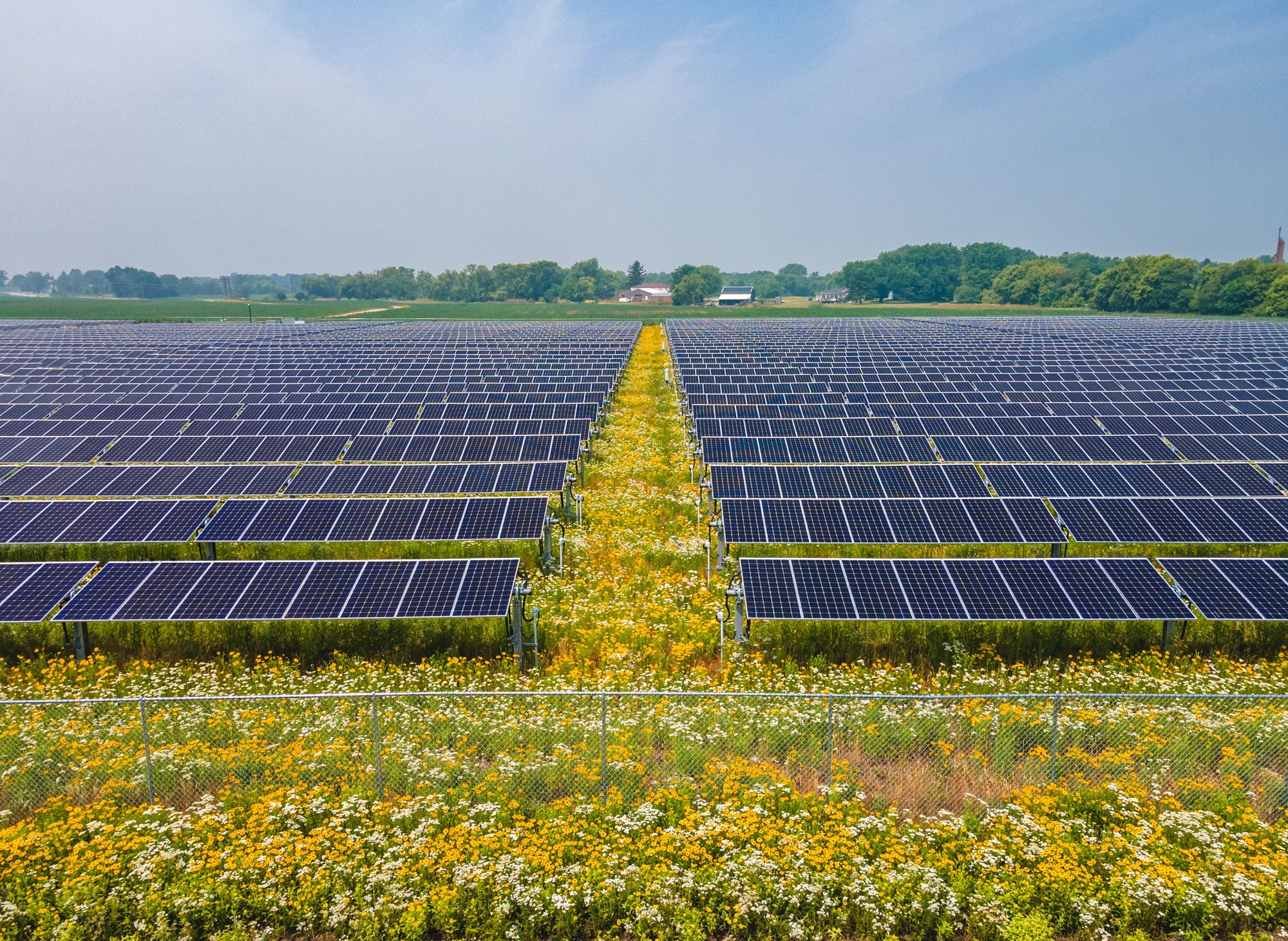 Illinois solar farm with native pollinator vegetation growing