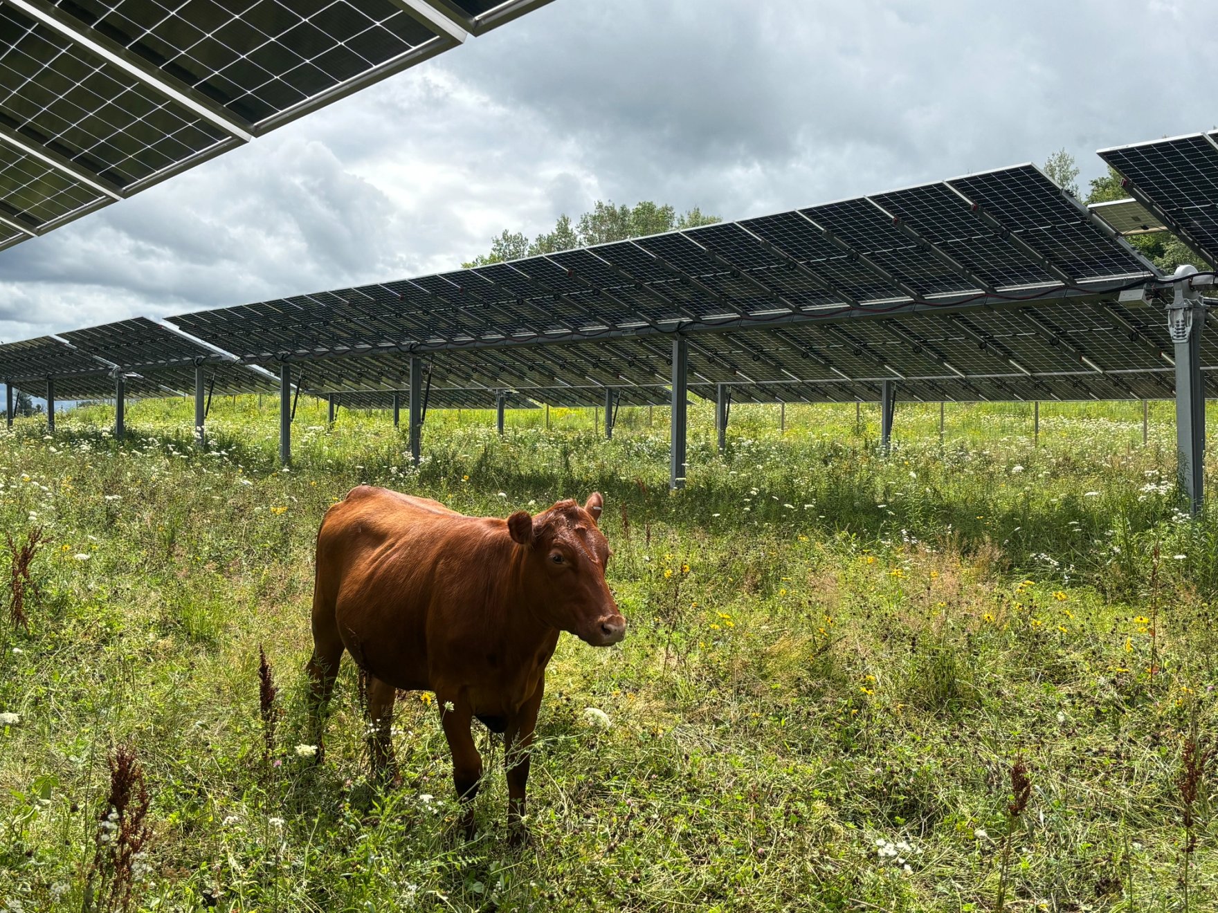 Grazing cow