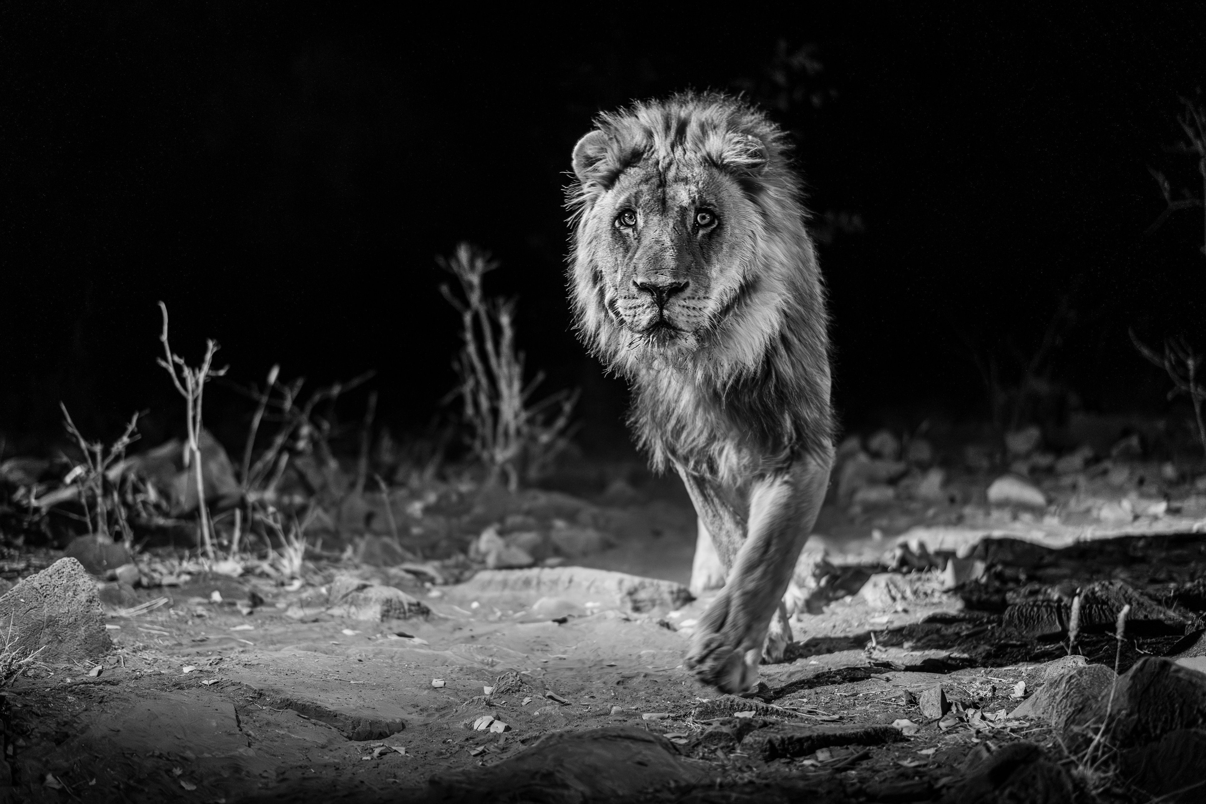 Lion patrolling under starlight
