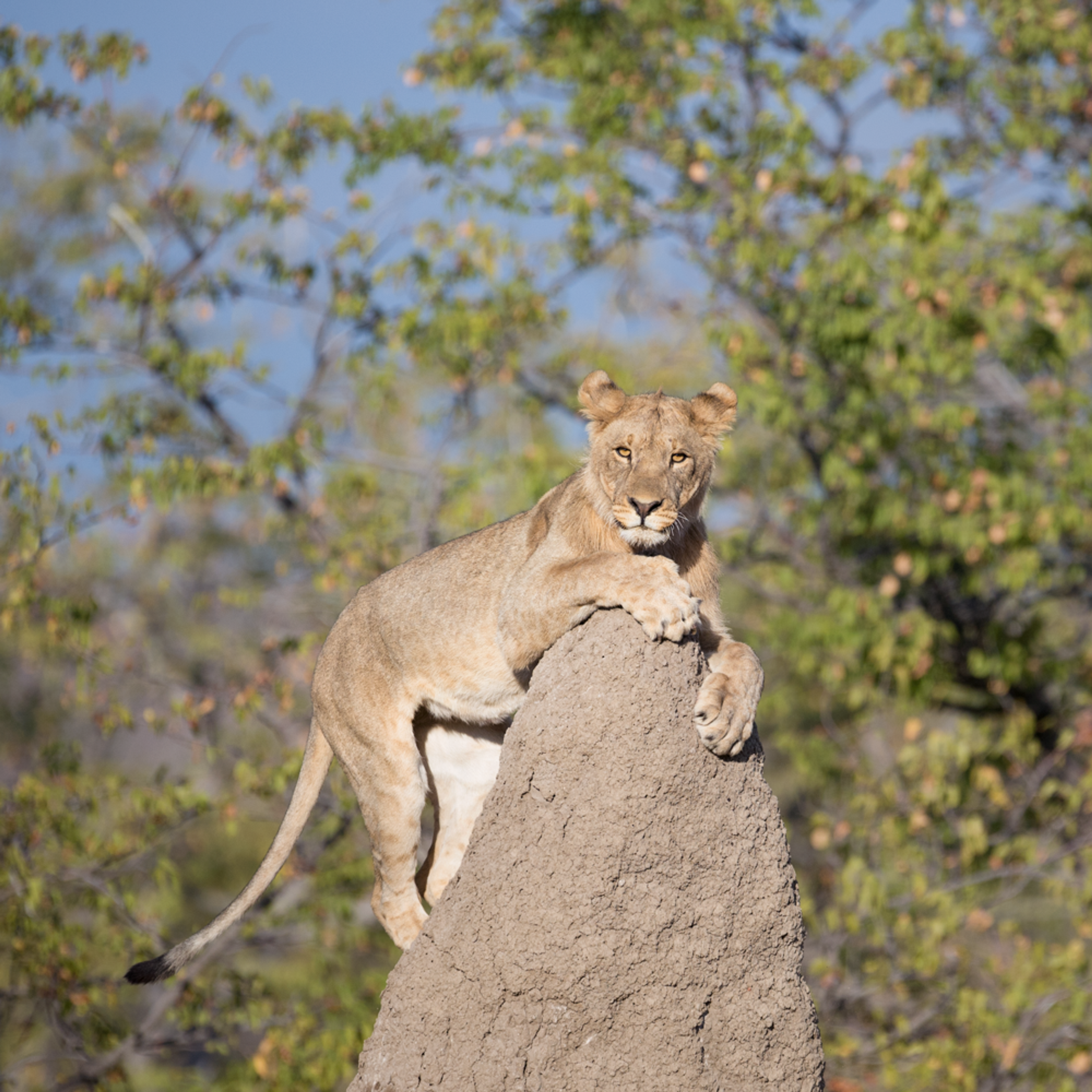 A lioness skilfully lodged on a termite mound