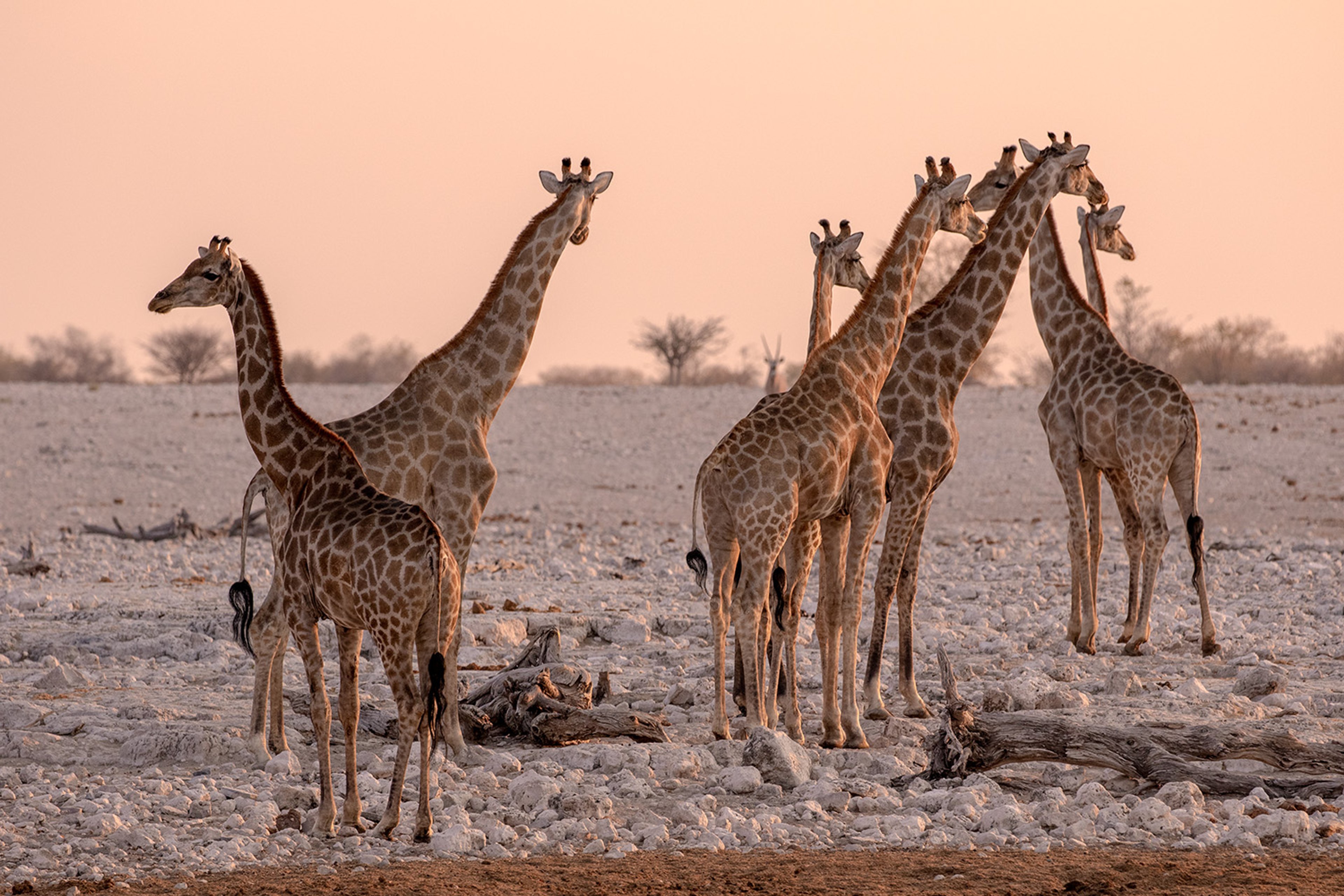 Quiet moments unfold at the waterhole, where giraffes gather and the rhythm of the landscape sets the pace of the day.